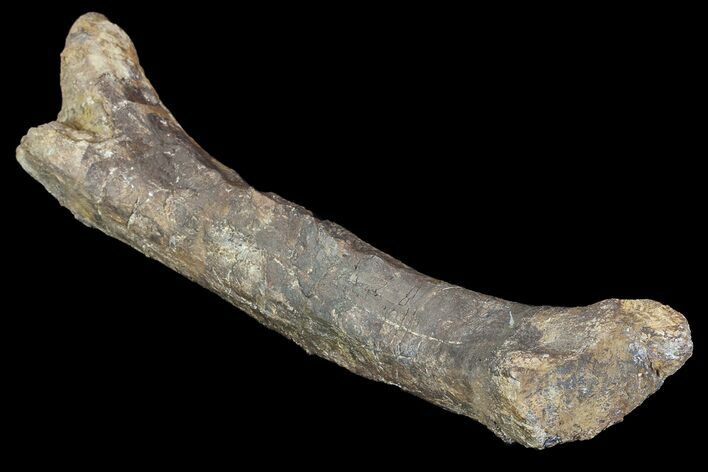 Fossil Hadrosaur (Kritosaurus) Femur - Aguja Formation, Texas #76726